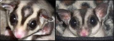 A male and female sugar glider side by side