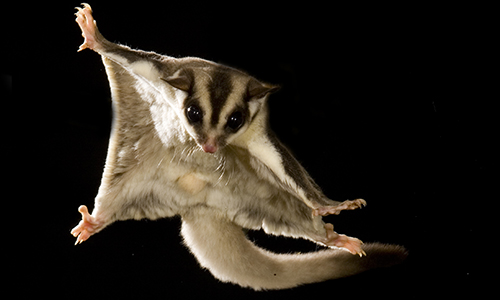 A picture of a sugar glider in flight